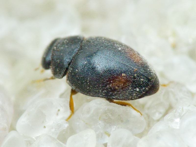 Scymniscus horioni (Fürsch, 1965)